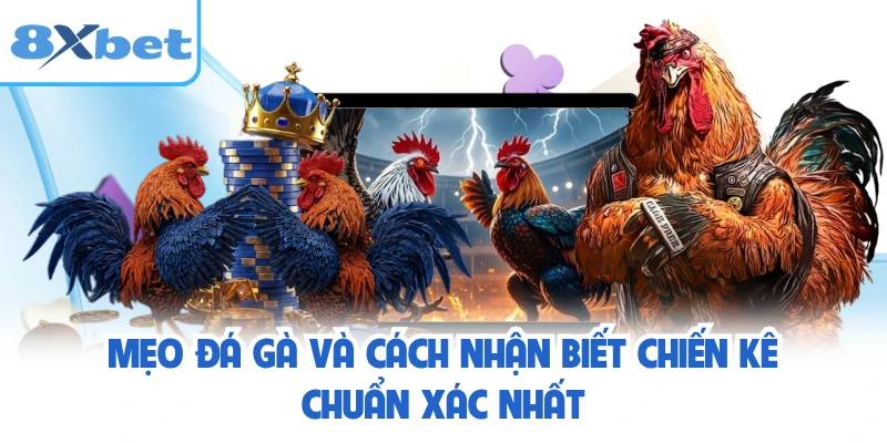 Mẹo Đá Gà Và Cách Nhận Biết Chiến Kê Chuẩn Xác Nhất